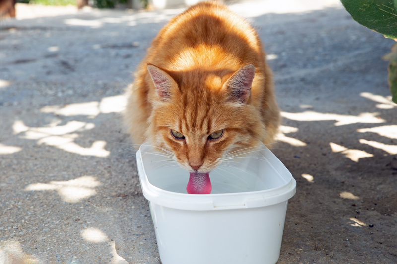 Kini cats getting water.