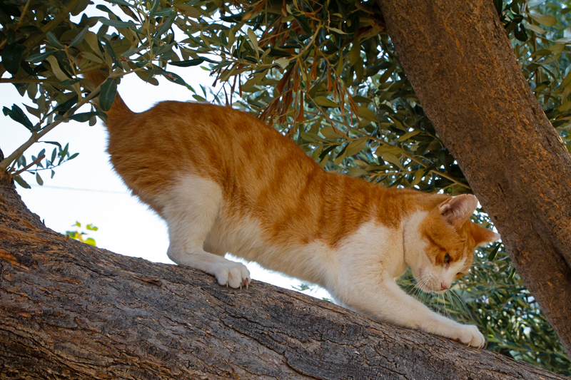Syros cats are able to roam freely to explore
