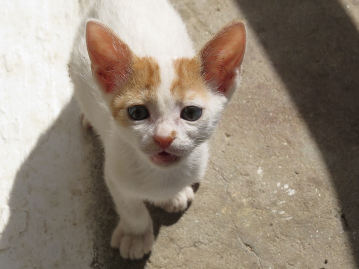 Adopt a Syros cat