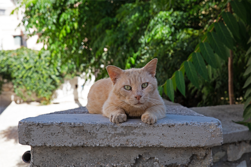 A street cat in Ermoupolis