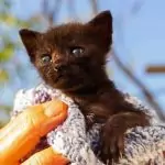 New kittens at Syros Cats