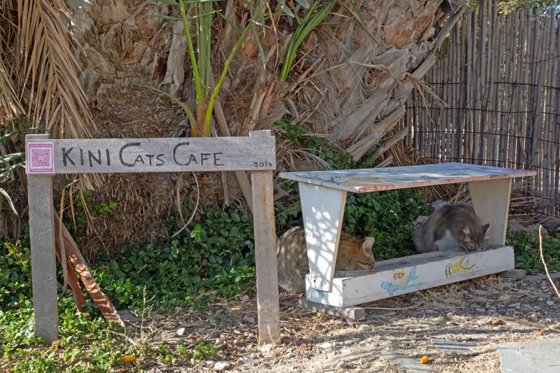 Volunteers visit the feeding stations daily.
