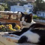 Jellicle