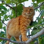 Mr Grumpy in his favourite fig tree
