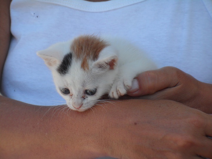 Helping the Syros cat project