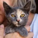 Biscuit as a Kitten