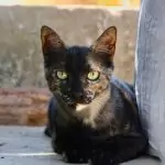 Carmencita