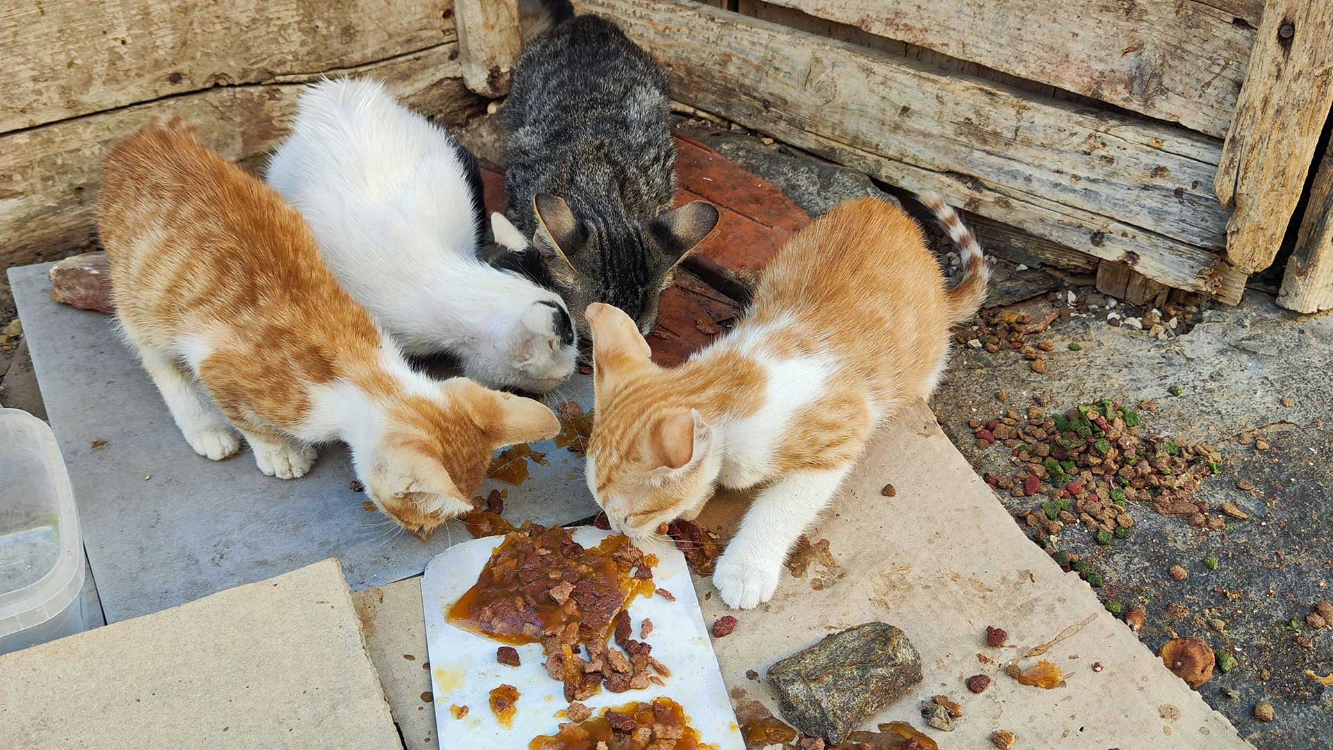 A small colony presenting a major