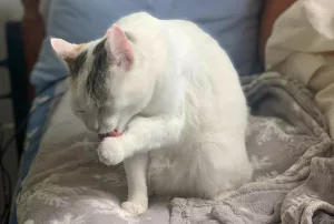 Bianca Grooming