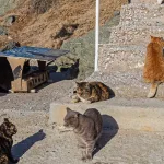 Some current members of the Fisherman’s Colony