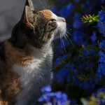 Peanut admiring the Plumbago