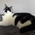 Bertie claiming the sofa in his new home