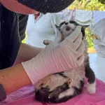 Luke receiving antifungal treatment