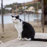 Messi is now pain-free