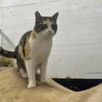 Peanut Getting to know her stable-mates