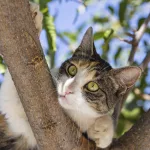 Peanut loved to explore at Syros Cats