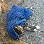 Savma Saved from the roadside by a quick-thinking supporter