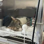 Savma Under observation at the vet’s for a week