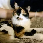 Splash enjoying home comforts at last