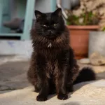 Taz Now recovered to full health