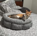 Emmy and Gimli cuddled up in their new home