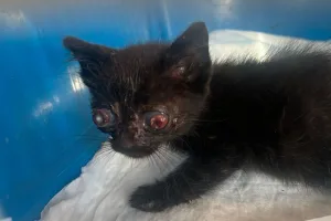 Basil’s eyes were severely infected
