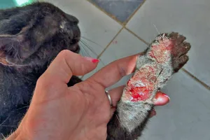 Freddy’s leg was too damaged to save