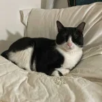 Goonie loves a comfy bed.