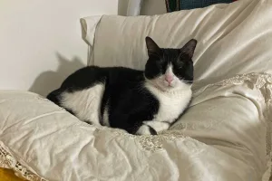 Goonie loves a comfy bed.