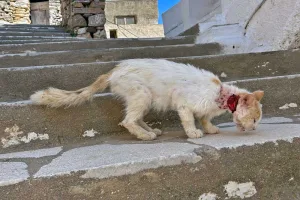 Rennie’s painful wound needed urgent treatment