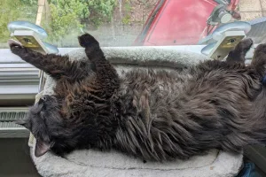 Perfect snooze spot