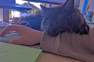 ‘Helping’ in the office